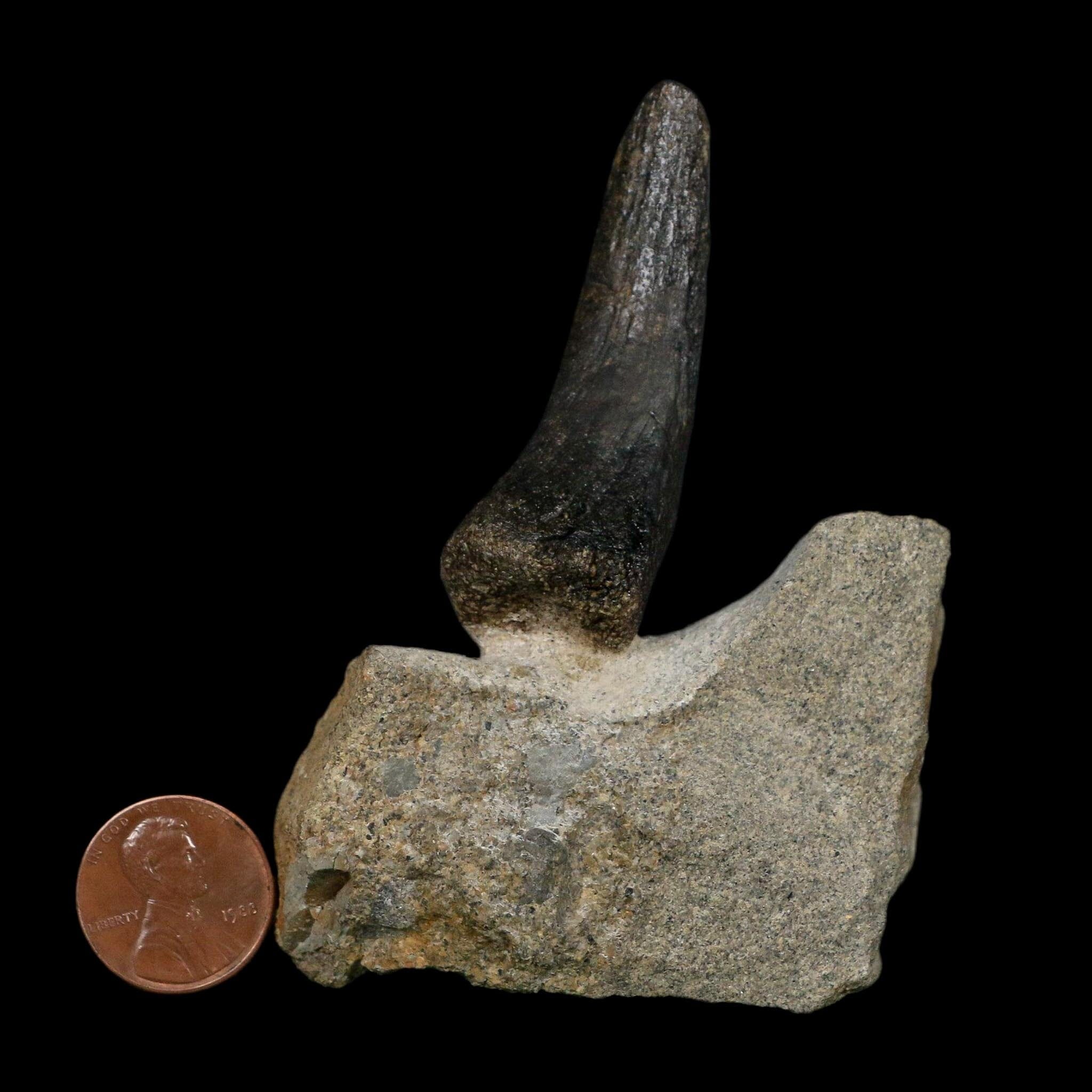 2.1" Hypacrosaurus Dinosaur Fossil Vertebrae Process Two Medicine FM Montana COA - Fossil Age Minerals