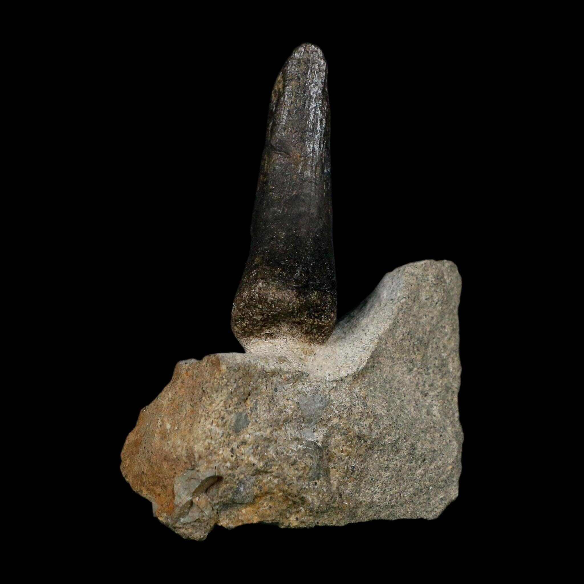 2.1" Hypacrosaurus Dinosaur Fossil Vertebrae Process Two Medicine FM Montana COA - Fossil Age Minerals