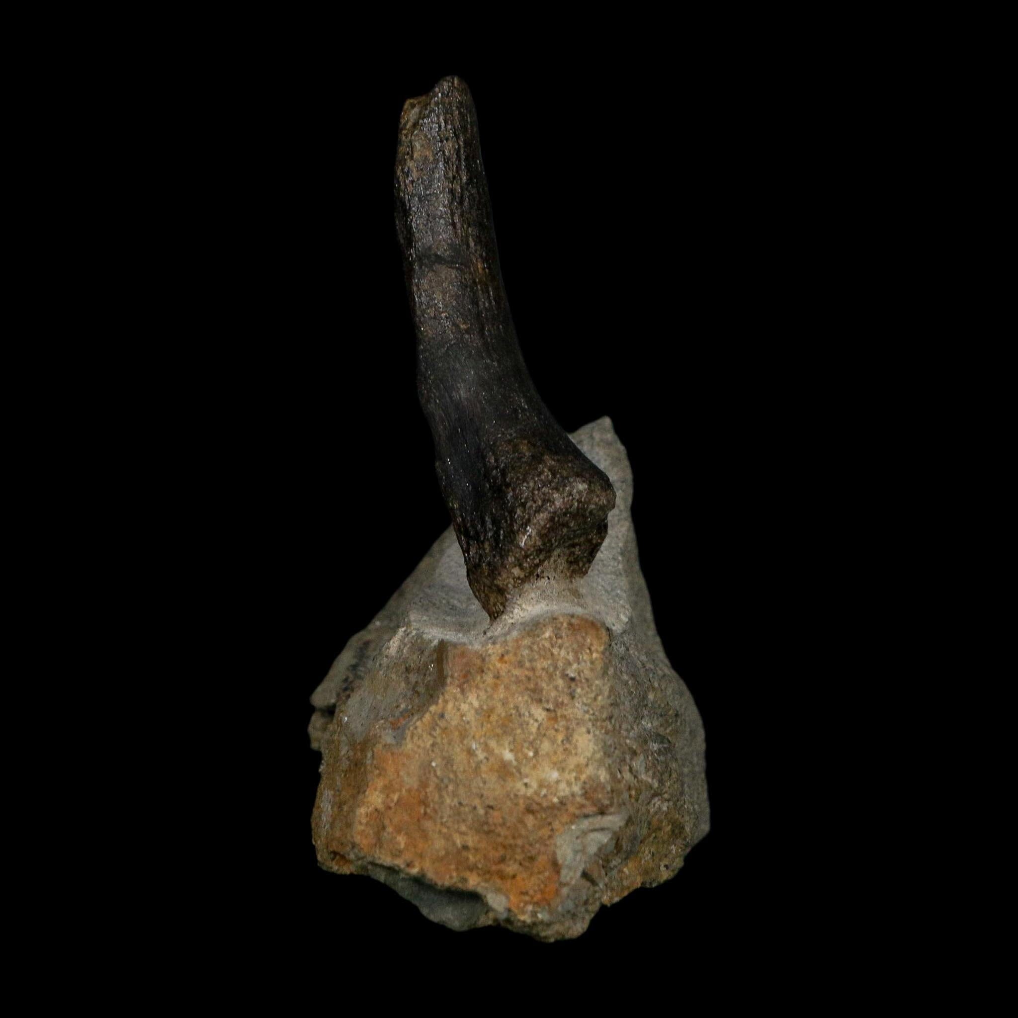 2.1" Hypacrosaurus Dinosaur Fossil Vertebrae Process Two Medicine FM Montana COA - Fossil Age Minerals