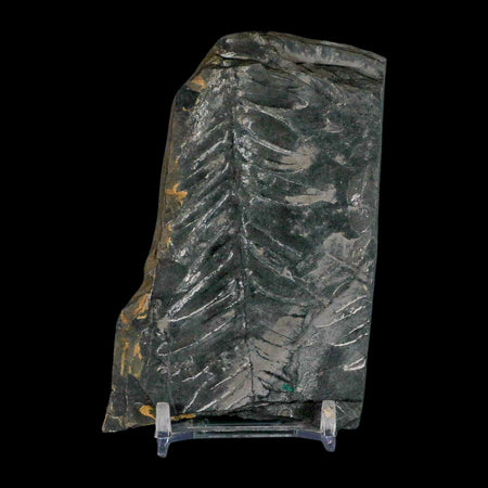 4" Alethopteris Fern Plant Leaf Fossil Carboniferous Age Llewellyn FM ST Clair, PA