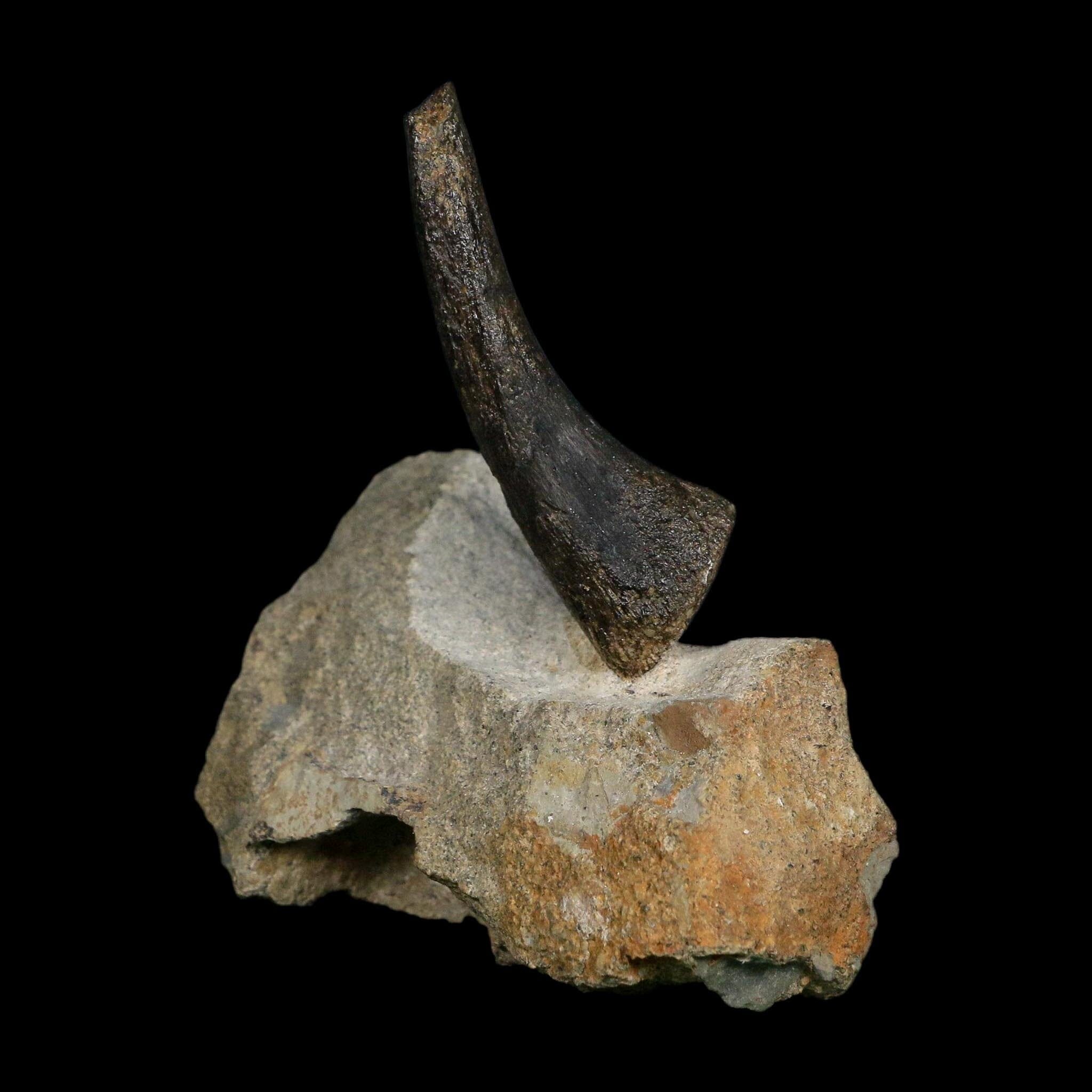 2.1" Hypacrosaurus Dinosaur Fossil Vertebrae Process Two Medicine FM Montana COA - Fossil Age Minerals