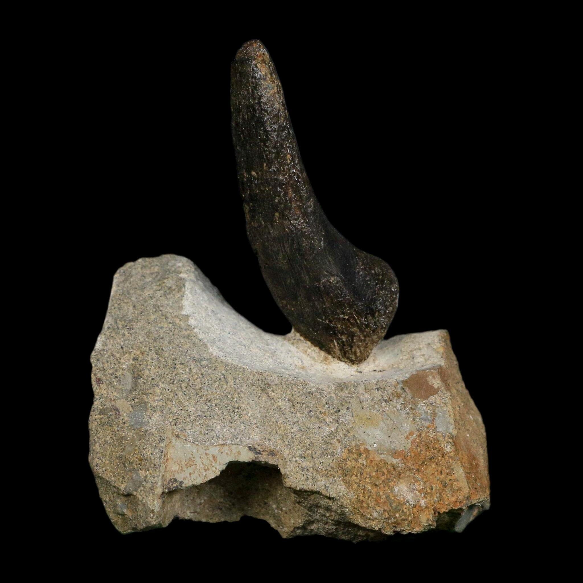 2.1" Hypacrosaurus Dinosaur Fossil Vertebrae Process Two Medicine FM Montana COA - Fossil Age Minerals