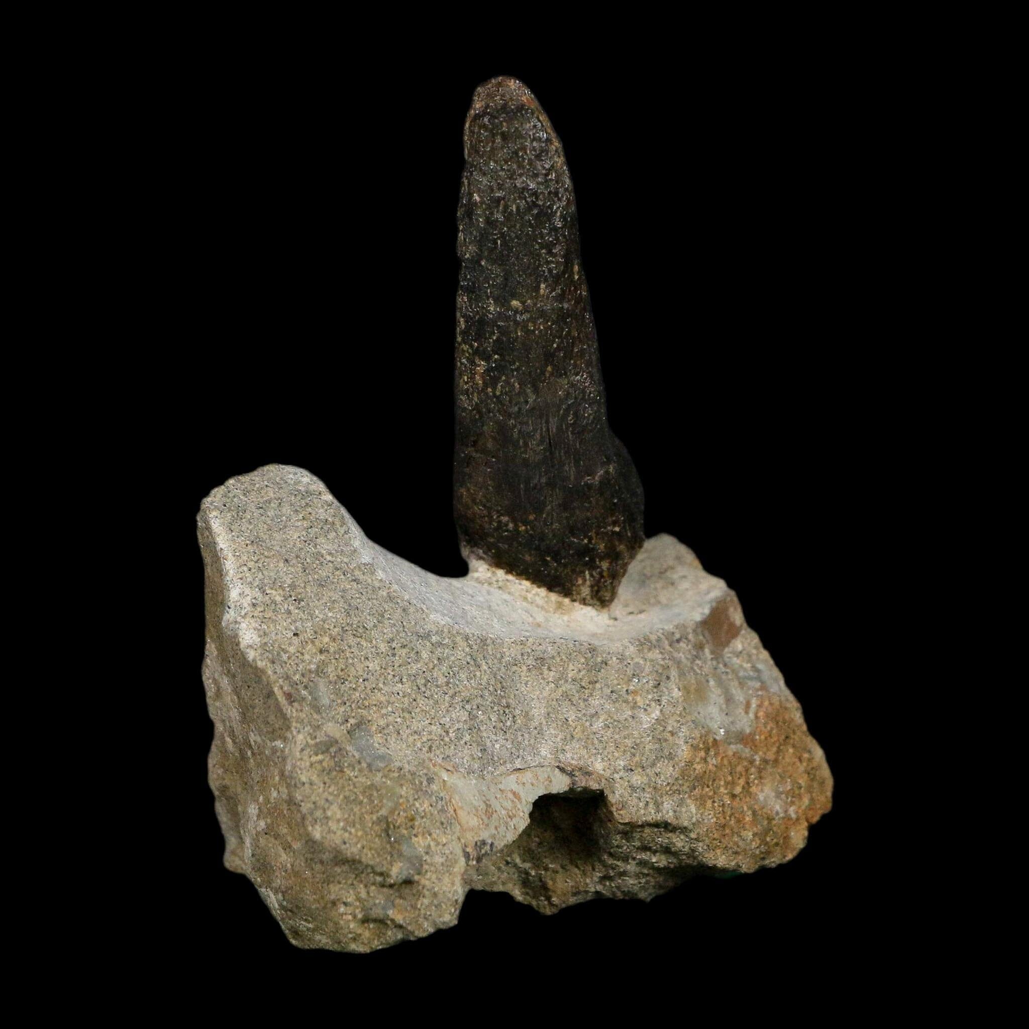 2.1" Hypacrosaurus Dinosaur Fossil Vertebrae Process Two Medicine FM Montana COA - Fossil Age Minerals
