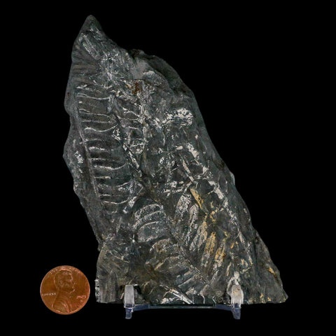 5" Alethopteris Fern Plant Leaf Fossil Carboniferous Age Llewellyn FM ST Clair, PA - Fossil Age Minerals