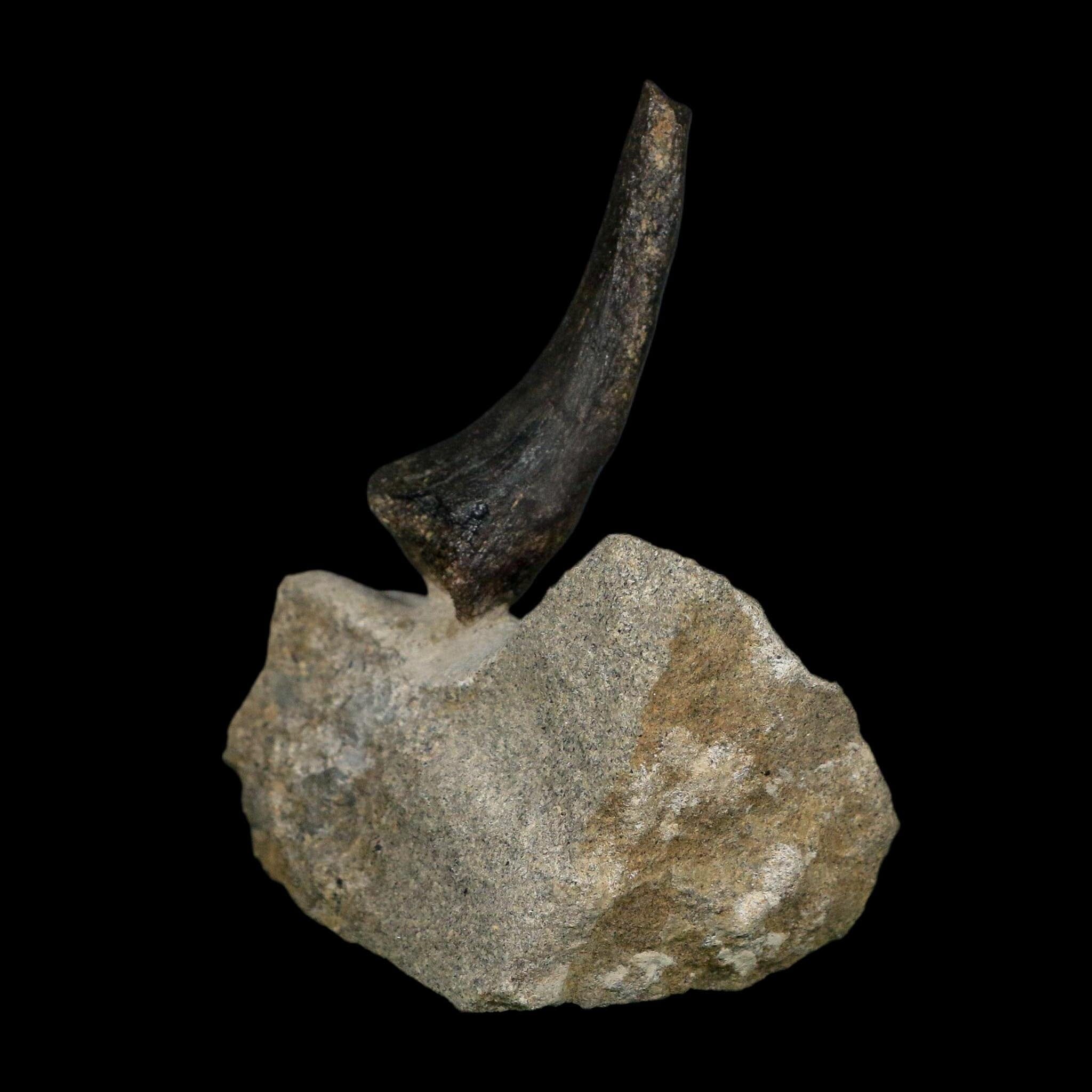 2.1" Hypacrosaurus Dinosaur Fossil Vertebrae Process Two Medicine FM Montana COA - Fossil Age Minerals