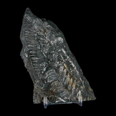 5" Alethopteris Fern Plant Leaf Fossil Carboniferous Age Llewellyn FM ST Clair, PA