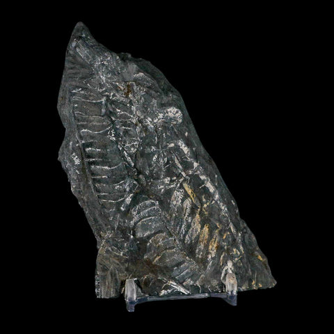 5" Alethopteris Fern Plant Leaf Fossil Carboniferous Age Llewellyn FM ST Clair, PA - Fossil Age Minerals