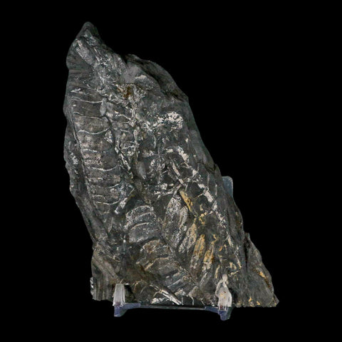 5" Alethopteris Fern Plant Leaf Fossil Carboniferous Age Llewellyn FM ST Clair, PA - Fossil Age Minerals