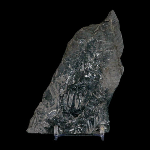 5" Alethopteris Fern Plant Leaf Fossil Carboniferous Age Llewellyn FM ST Clair, PA - Fossil Age Minerals