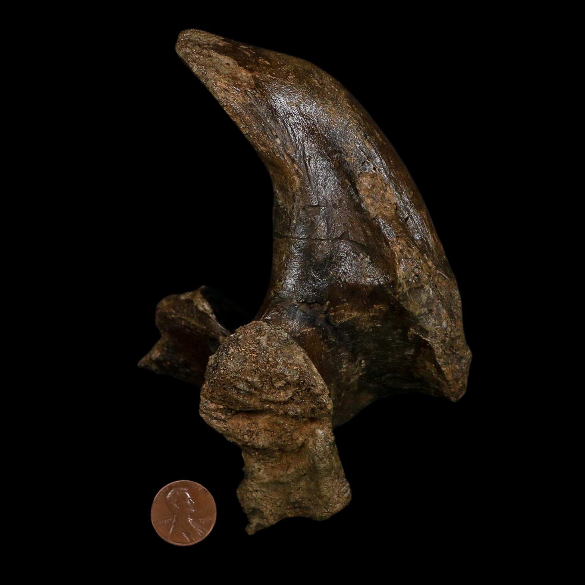 5.5" Brachylophosaurus Fossil Vertebrae Process Cretaceous Dinosaur Montana COA - Fossil Age Minerals