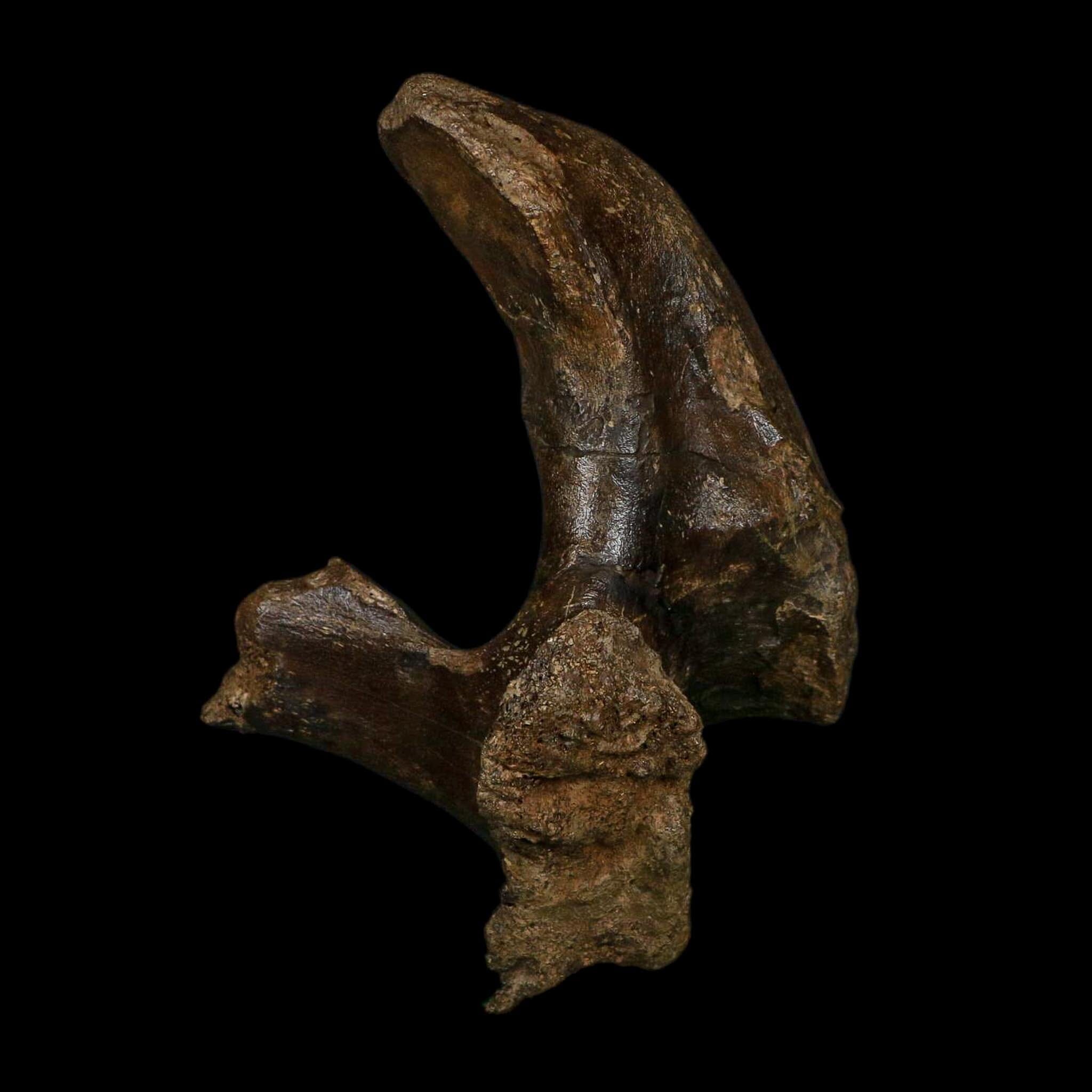 5.5" Brachylophosaurus Fossil Vertebrae Process Cretaceous Dinosaur Montana COA - Fossil Age Minerals