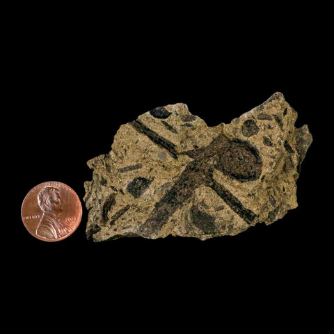 2.8" Carpolithus SP Seeds, And Stems 66-56 Mil Yrs Old Paleocene Raton FM Colorado - Fossil Age Minerals