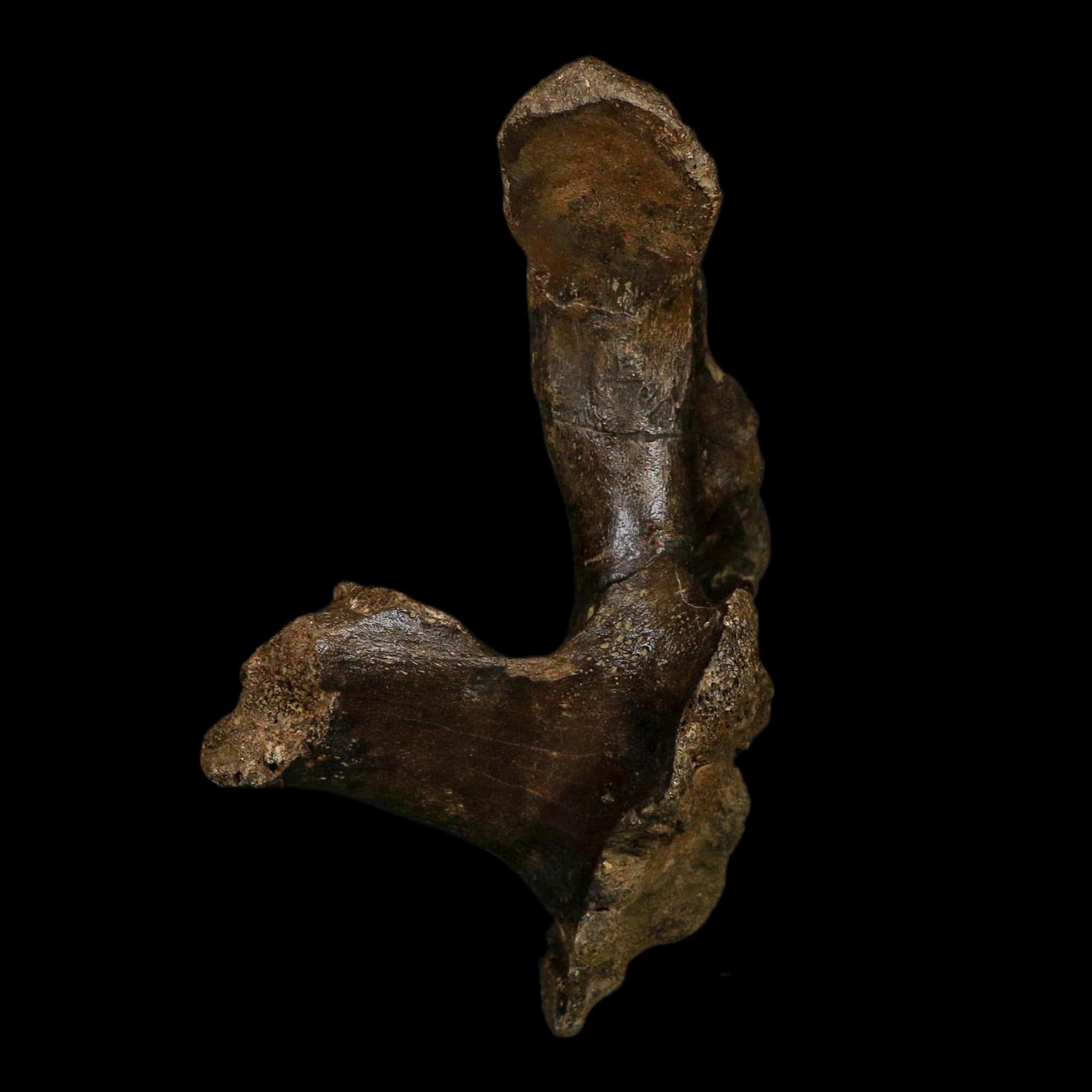 5.5" Brachylophosaurus Fossil Vertebrae Process Cretaceous Dinosaur Montana COA - Fossil Age Minerals