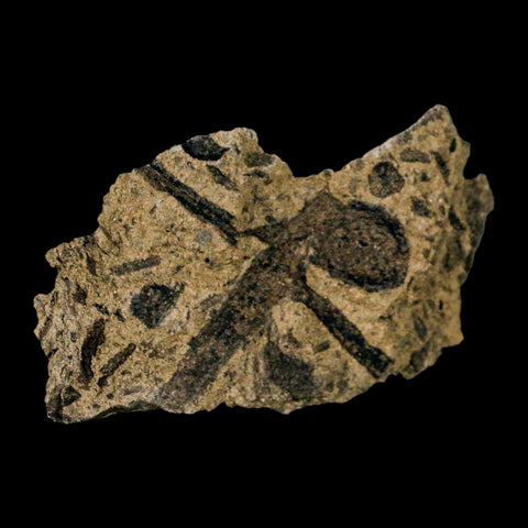 2.8" Carpolithus SP Seeds, And Stems 66-56 Mil Yrs Old Paleocene Raton FM Colorado - Fossil Age Minerals