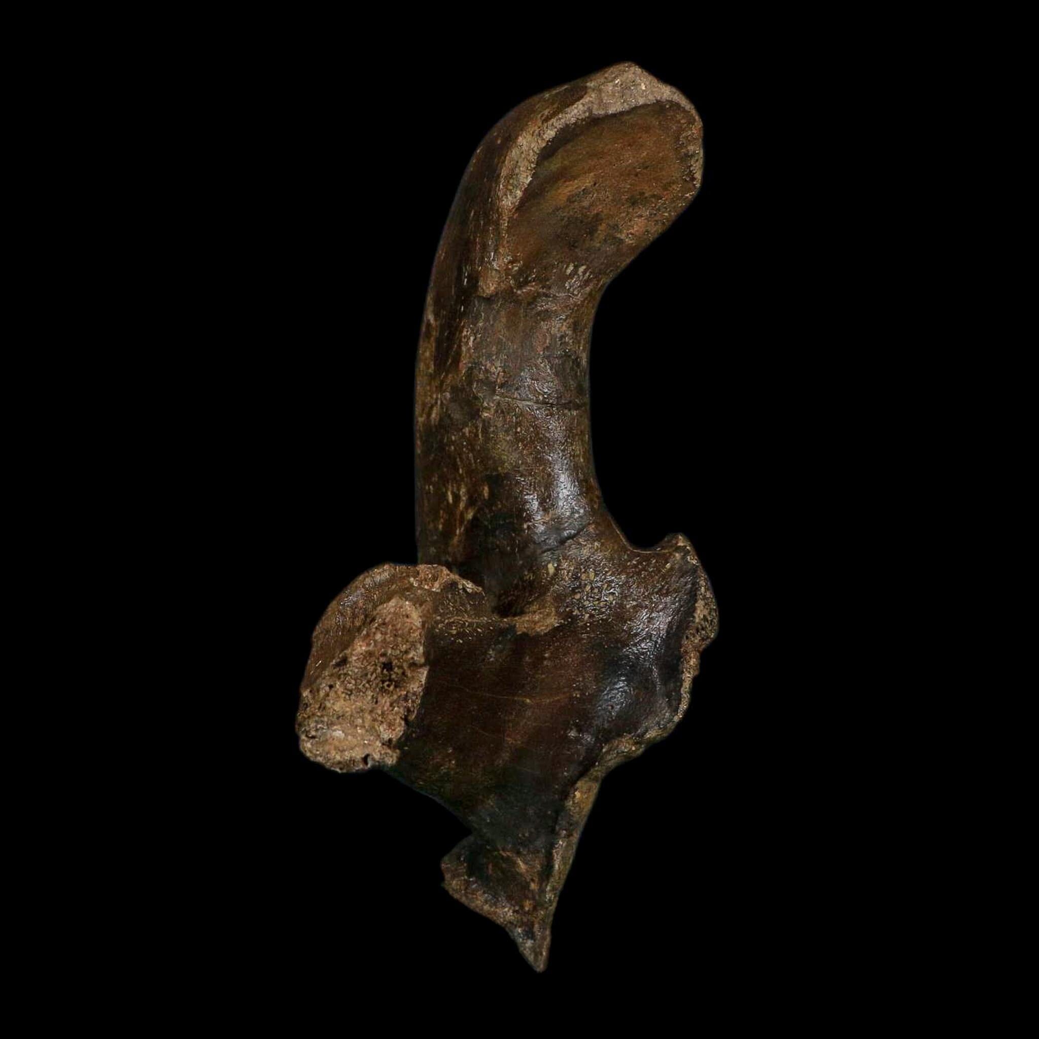 5.5" Brachylophosaurus Fossil Vertebrae Process Cretaceous Dinosaur Montana COA - Fossil Age Minerals