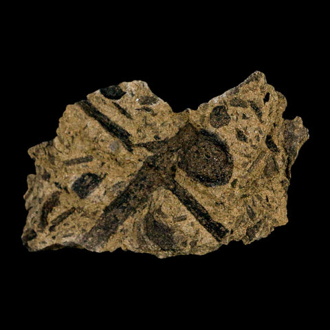 2.8" Carpolithus SP Seeds, And Stems 66-56 Mil Yrs Old Paleocene Raton FM Colorado - Fossil Age Minerals