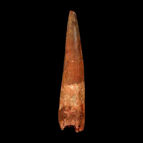 XL 3.2" Spinosaurus Fossil Tooth 100 Million Years Old Cretaceous Dinosaur COA - Fossil Age Minerals