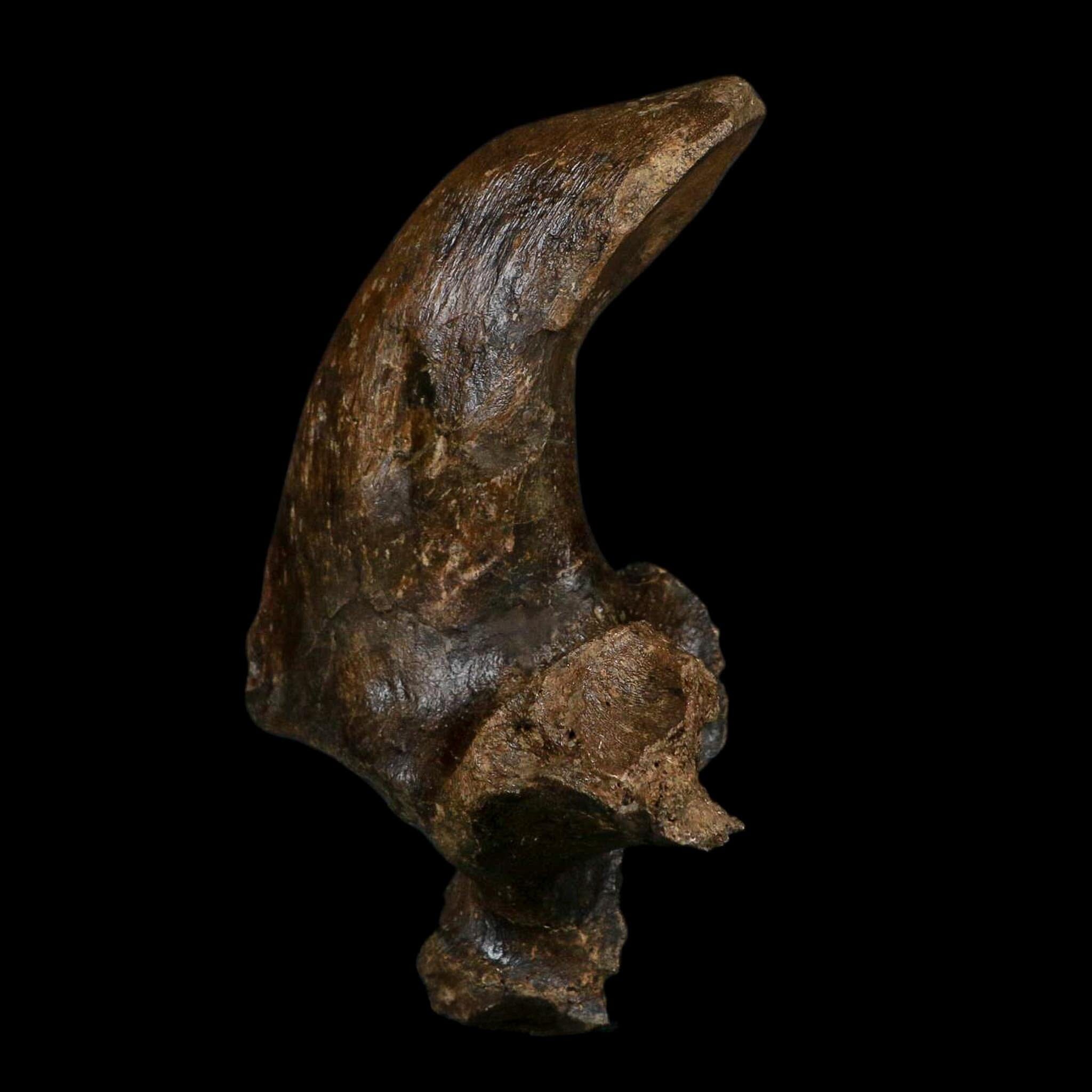 5.5" Brachylophosaurus Fossil Vertebrae Process Cretaceous Dinosaur Montana COA - Fossil Age Minerals