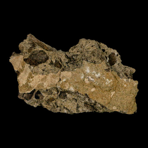 2.8" Carpolithus SP Seeds, And Stems 66-56 Mil Yrs Old Paleocene Raton FM Colorado - Fossil Age Minerals