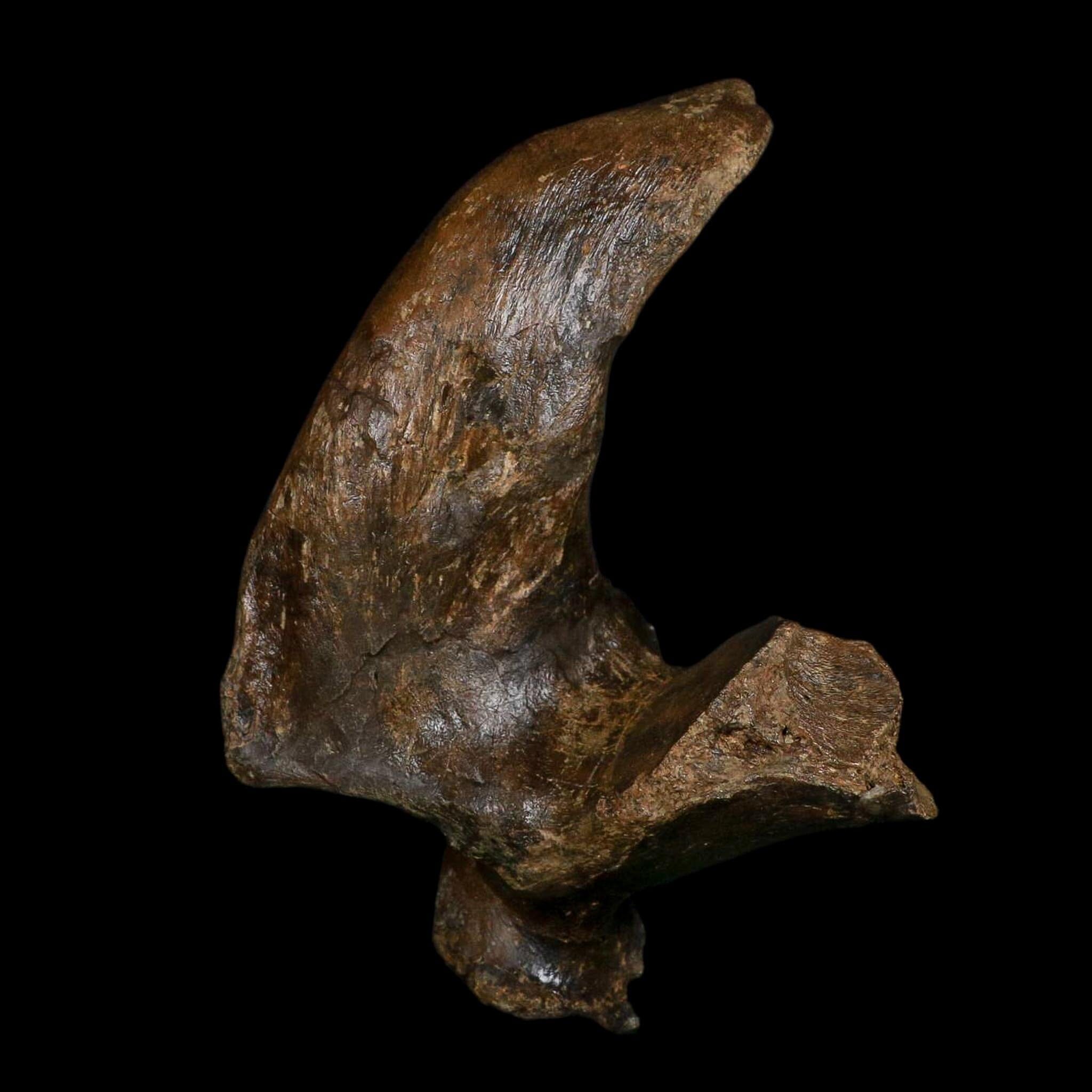5.5" Brachylophosaurus Fossil Vertebrae Process Cretaceous Dinosaur Montana COA - Fossil Age Minerals
