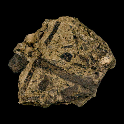 2.5" Carpolithus SP Seeds, And Stems 66-56 Mil Yrs Old Paleocene Raton FM Colorado - Fossil Age Minerals