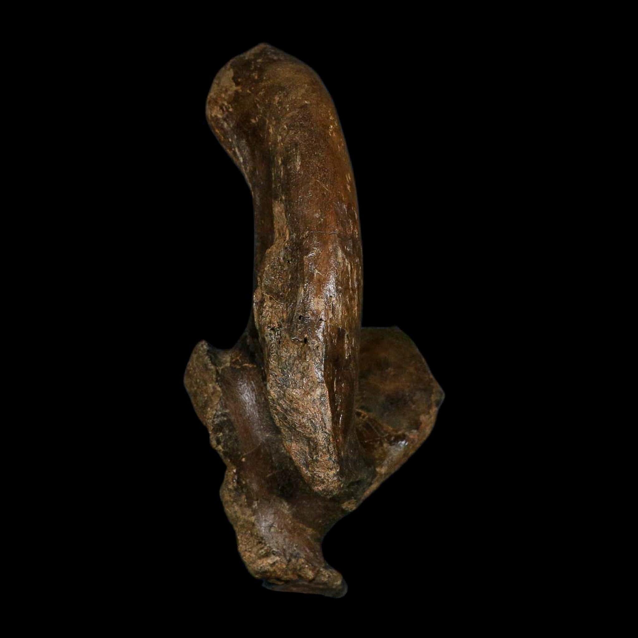 5.5" Brachylophosaurus Fossil Vertebrae Process Cretaceous Dinosaur Montana COA - Fossil Age Minerals