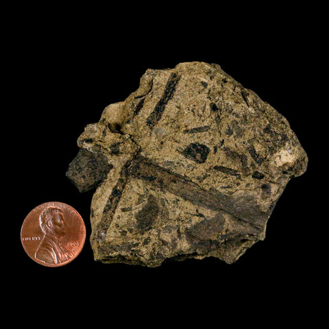 2.5" Carpolithus SP Seeds, And Stems 66-56 Mil Yrs Old Paleocene Raton FM Colorado - Fossil Age Minerals