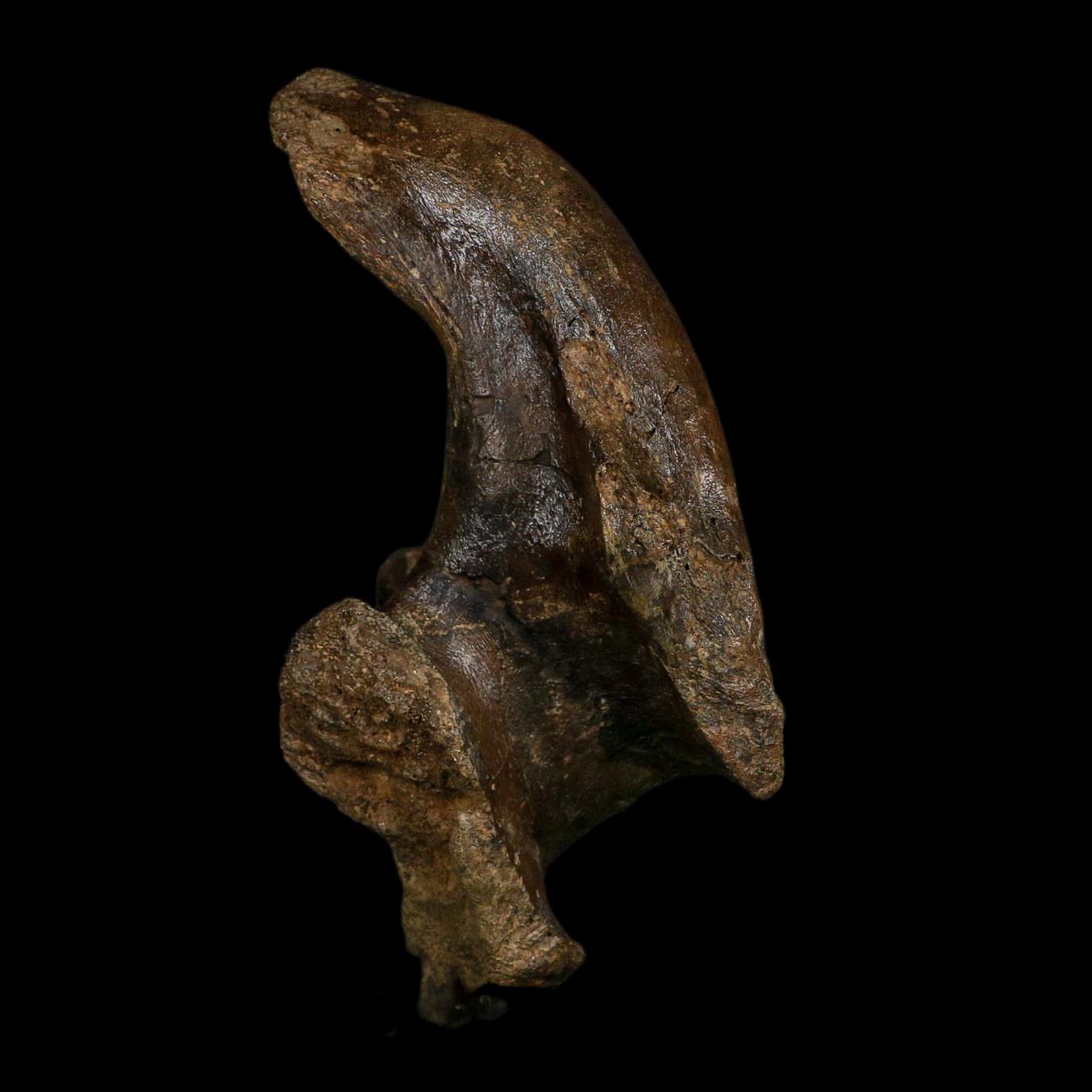 5.5" Brachylophosaurus Fossil Vertebrae Process Cretaceous Dinosaur Montana COA - Fossil Age Minerals