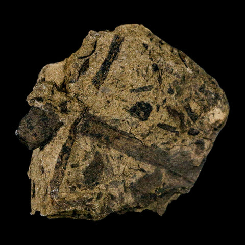 2.5" Carpolithus SP Seeds, And Stems 66-56 Mil Yrs Old Paleocene Raton FM Colorado - Fossil Age Minerals