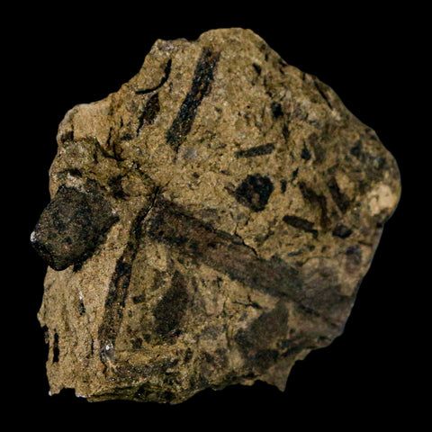 2.5" Carpolithus SP Seeds, And Stems 66-56 Mil Yrs Old Paleocene Raton FM Colorado - Fossil Age Minerals