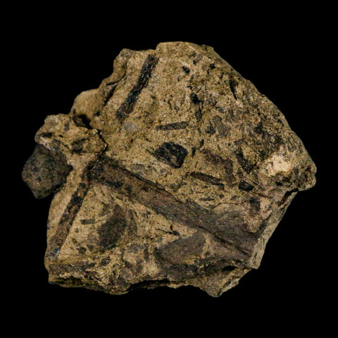 2.5" Carpolithus SP Seeds, And Stems 66-56 Mil Yrs Old Paleocene Raton FM Colorado - Fossil Age Minerals