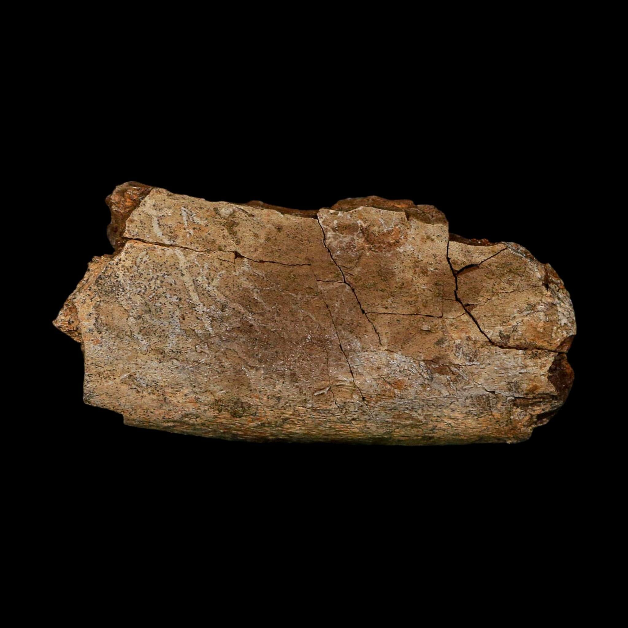 4.2" Hadrosaurus Fossil Rib Bone Lance Creek FM Dinosaur Cretaceous WY COA - Fossil Age Minerals