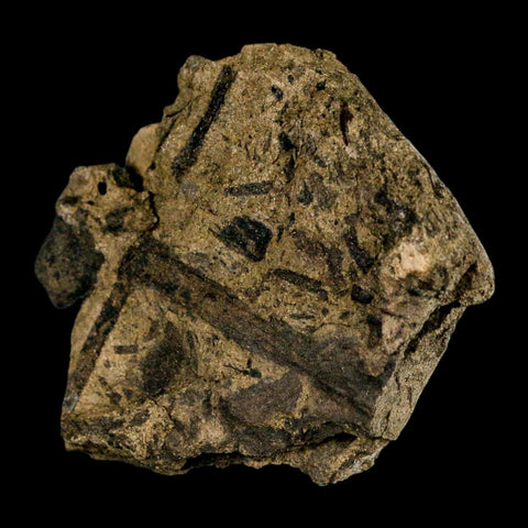 2.5" Carpolithus SP Seeds, And Stems 66-56 Mil Yrs Old Paleocene Raton FM Colorado - Fossil Age Minerals