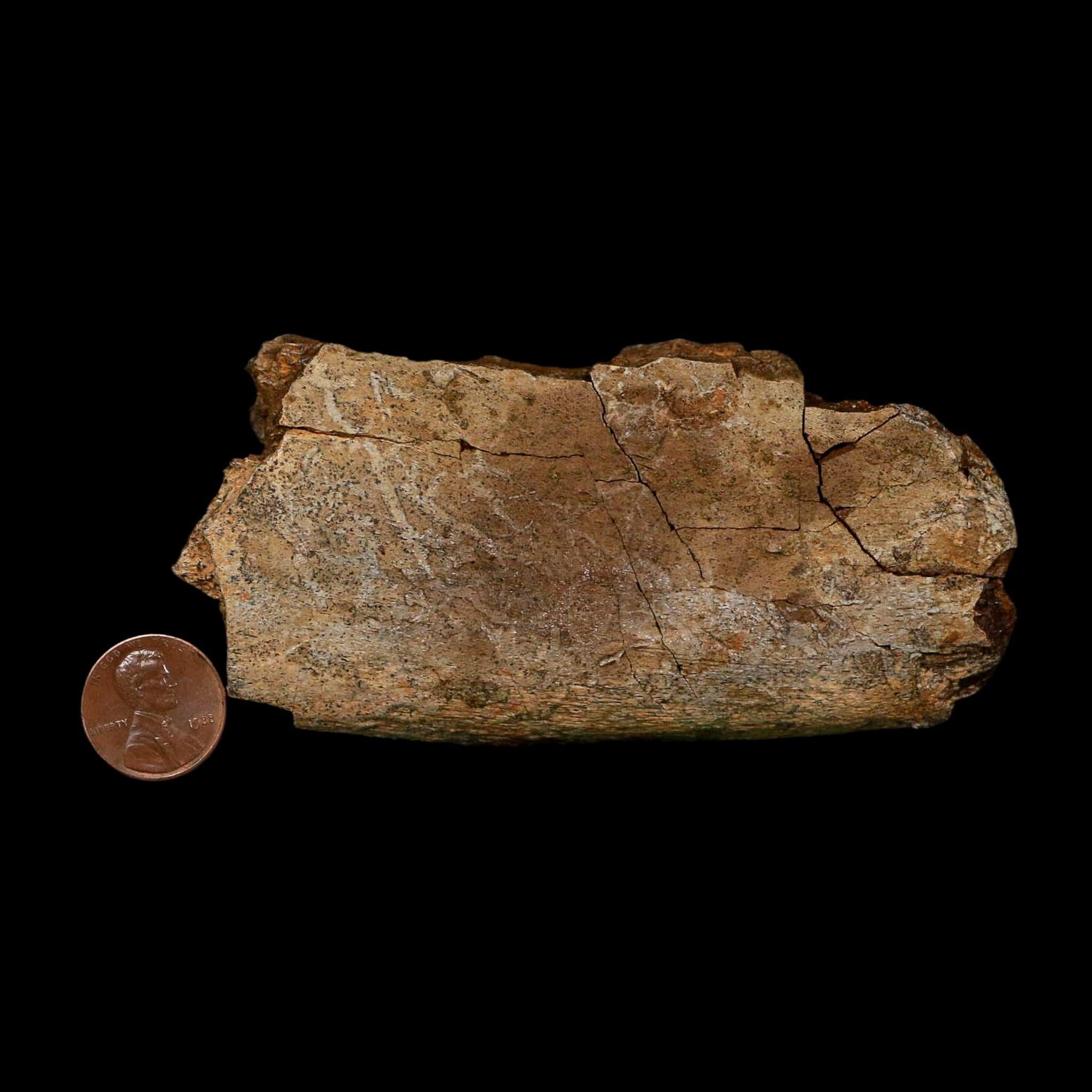 4.2" Hadrosaurus Fossil Rib Bone Lance Creek FM Dinosaur Cretaceous WY COA - Fossil Age Minerals
