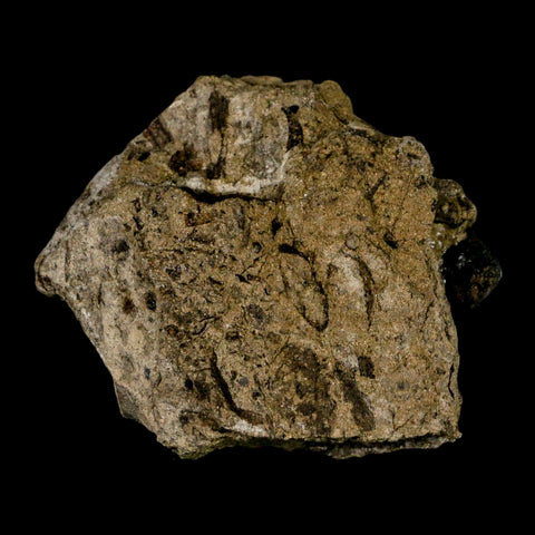 2.5" Carpolithus SP Seeds, And Stems 66-56 Mil Yrs Old Paleocene Raton FM Colorado - Fossil Age Minerals