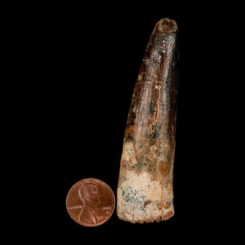 XL 3" Spinosaurus Fossil Tooth 100 Million Years Old Cretaceous Dinosaur COA - Fossil Age Minerals