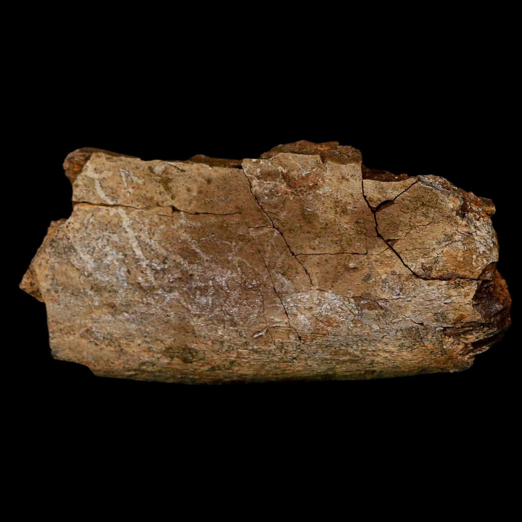 4.2" Hadrosaurus Fossil Rib Bone Lance Creek FM Dinosaur Cretaceous WY COA - Fossil Age Minerals