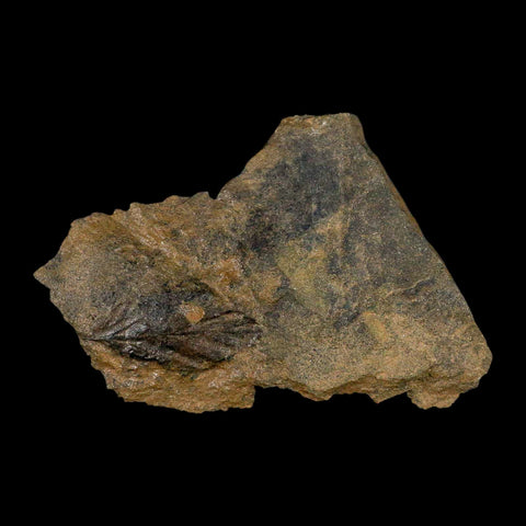 2.9" Rhus Viburnoides Leaf Poison Oak 66-56 Mil Yrs Old Paleocene Raton FM Colorado - Fossil Age Minerals