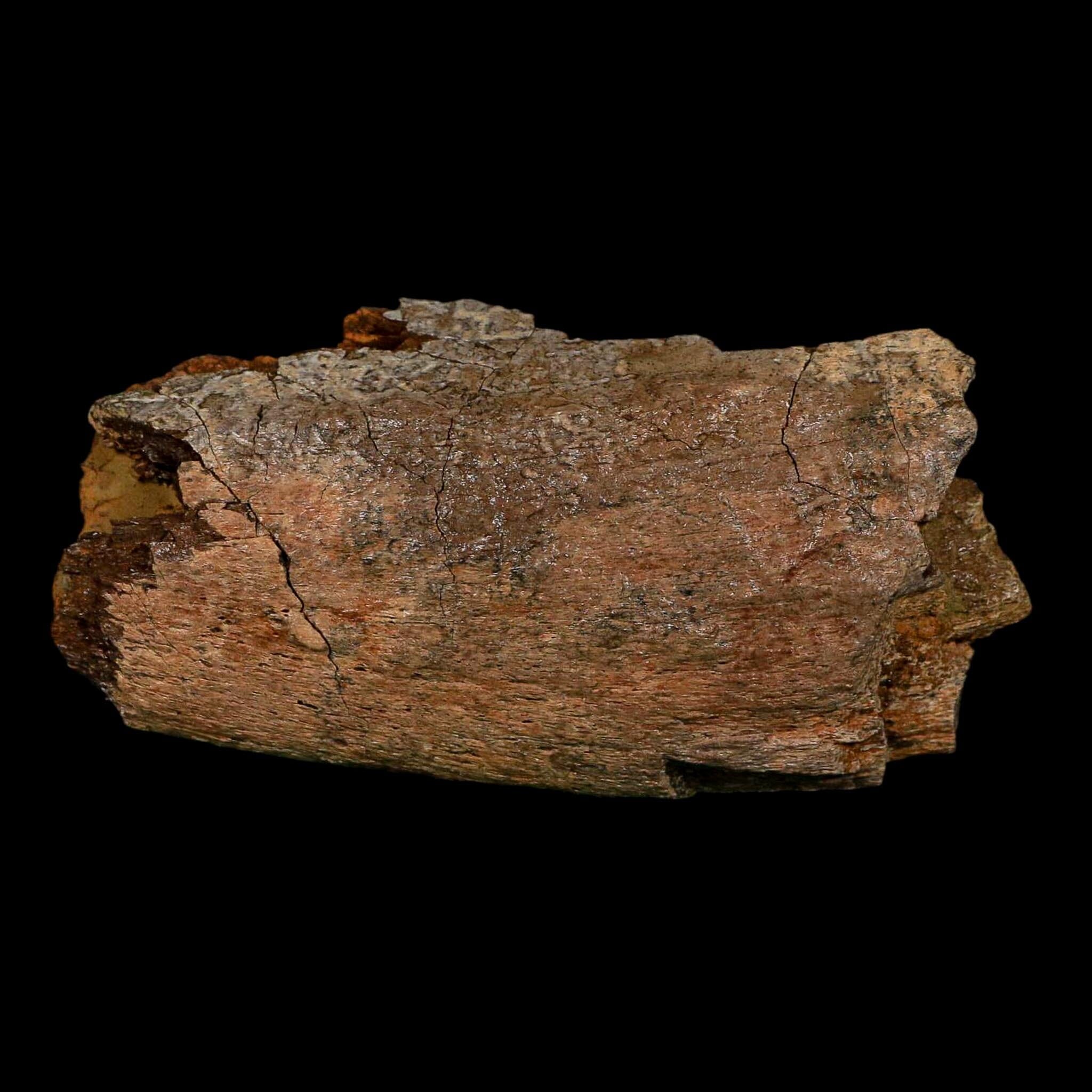 4.2" Hadrosaurus Fossil Rib Bone Lance Creek FM Dinosaur Cretaceous WY COA - Fossil Age Minerals