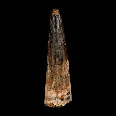 XL 3" Spinosaurus Fossil Tooth 100 Million Years Old Cretaceous Dinosaur COA - Fossil Age Minerals