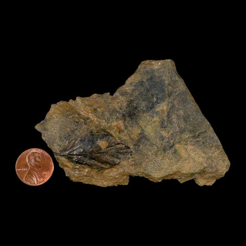 2.9" Rhus Viburnoides Leaf Poison Oak 66-56 Mil Yrs Old Paleocene Raton FM Colorado - Fossil Age Minerals