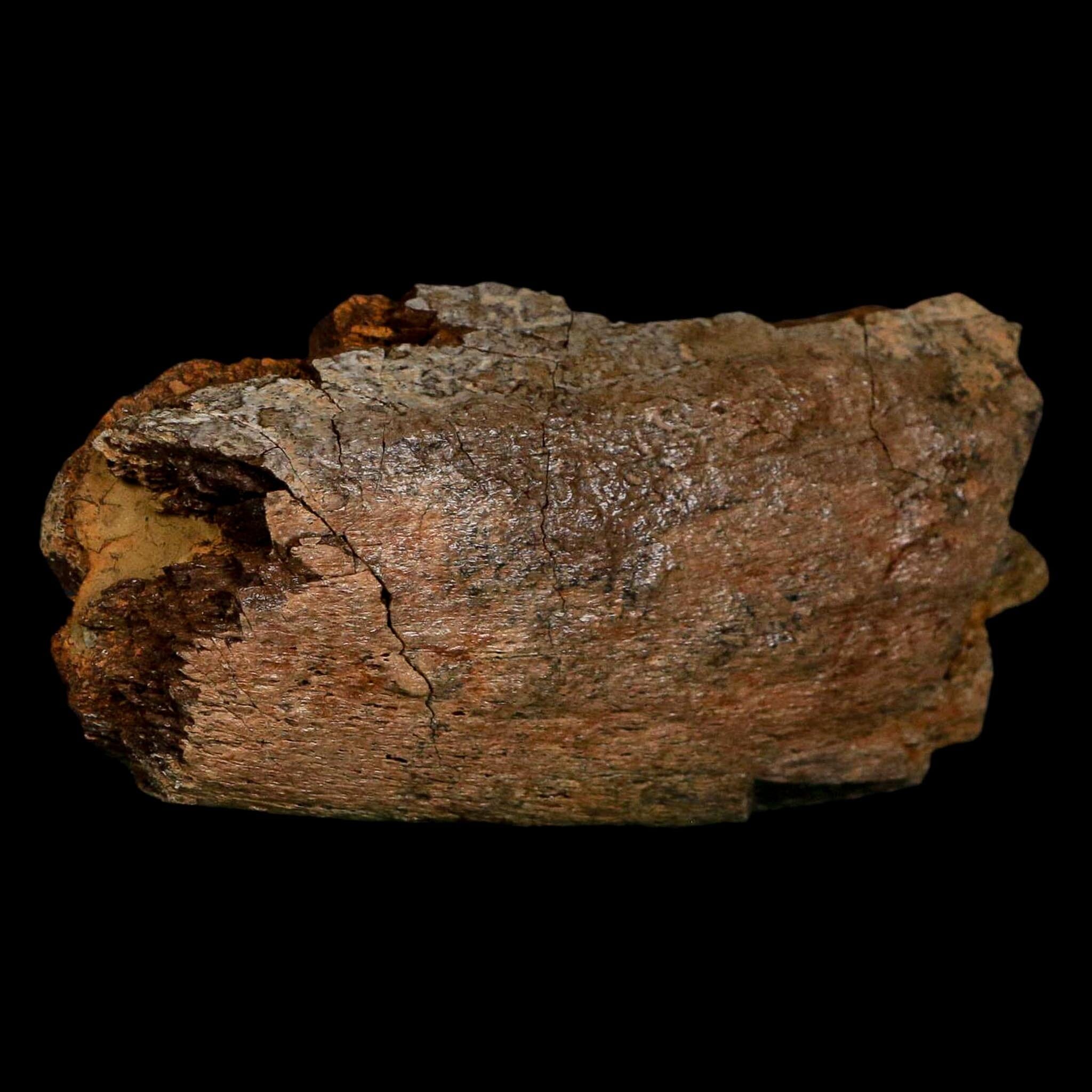 4.2" Hadrosaurus Fossil Rib Bone Lance Creek FM Dinosaur Cretaceous WY COA - Fossil Age Minerals