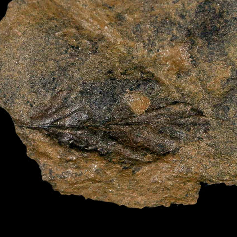 2.9" Rhus Viburnoides Leaf Poison Oak 66-56 Mil Yrs Old Paleocene Raton FM Colorado - Fossil Age Minerals