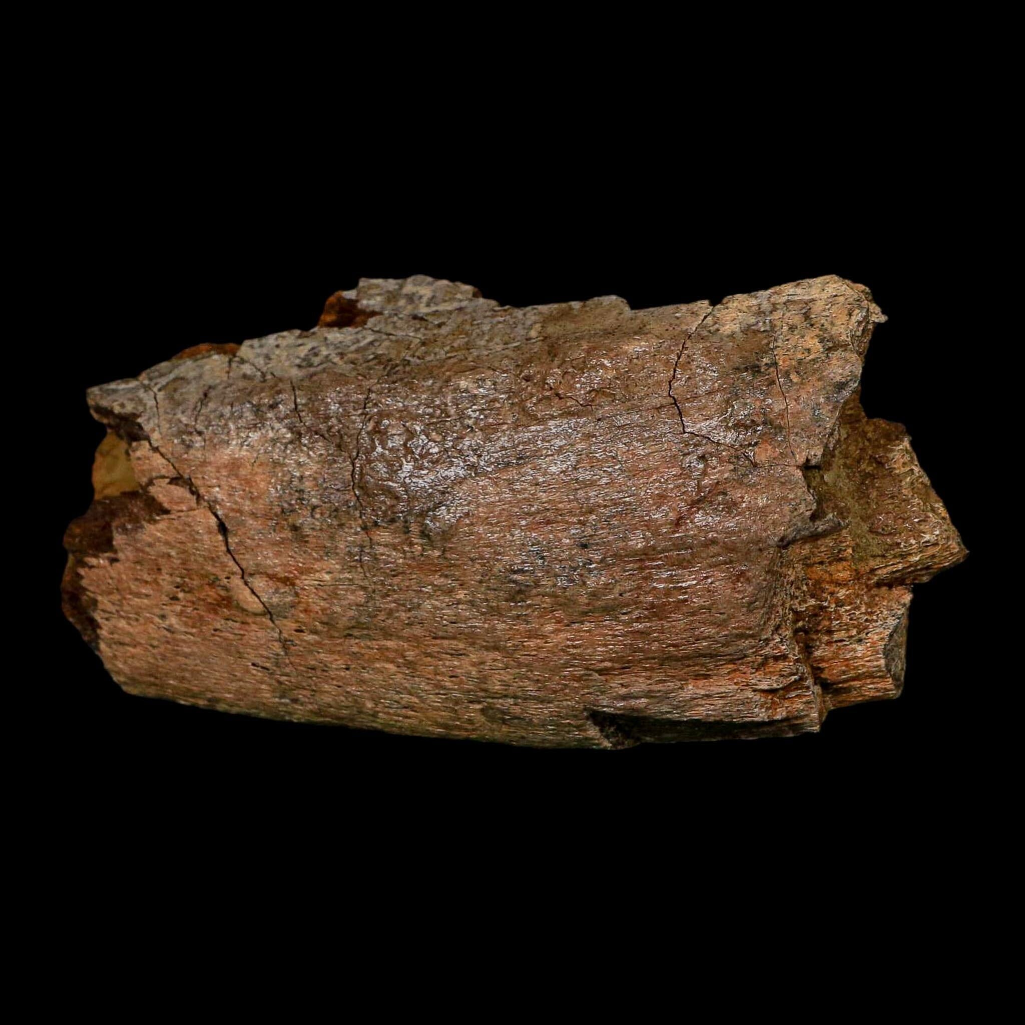 4.2" Hadrosaurus Fossil Rib Bone Lance Creek FM Dinosaur Cretaceous WY COA - Fossil Age Minerals