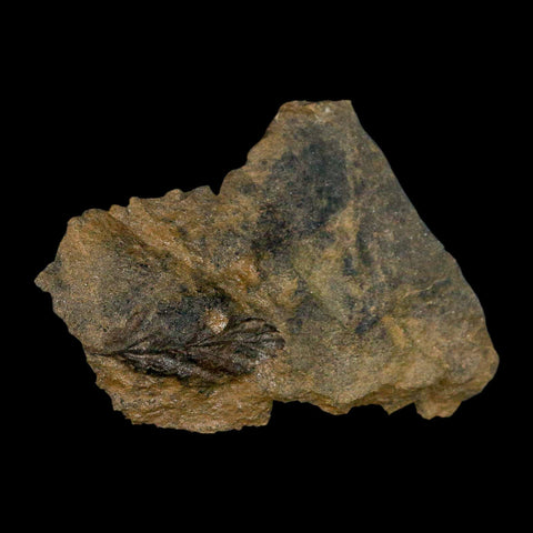 2.9" Rhus Viburnoides Leaf Poison Oak 66-56 Mil Yrs Old Paleocene Raton FM Colorado - Fossil Age Minerals