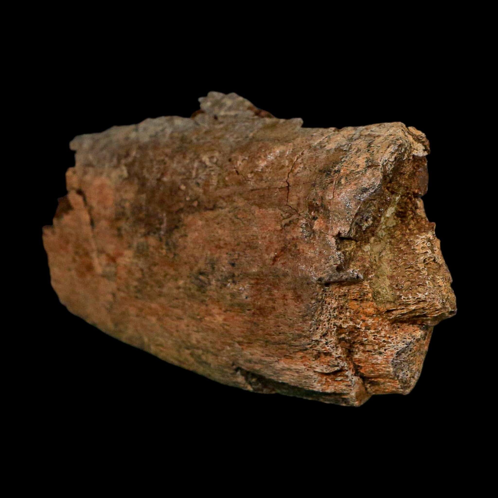 4.2" Hadrosaurus Fossil Rib Bone Lance Creek FM Dinosaur Cretaceous WY COA - Fossil Age Minerals