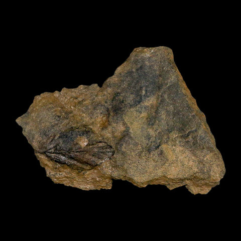 2.9" Rhus Viburnoides Leaf Poison Oak 66-56 Mil Yrs Old Paleocene Raton FM Colorado - Fossil Age Minerals