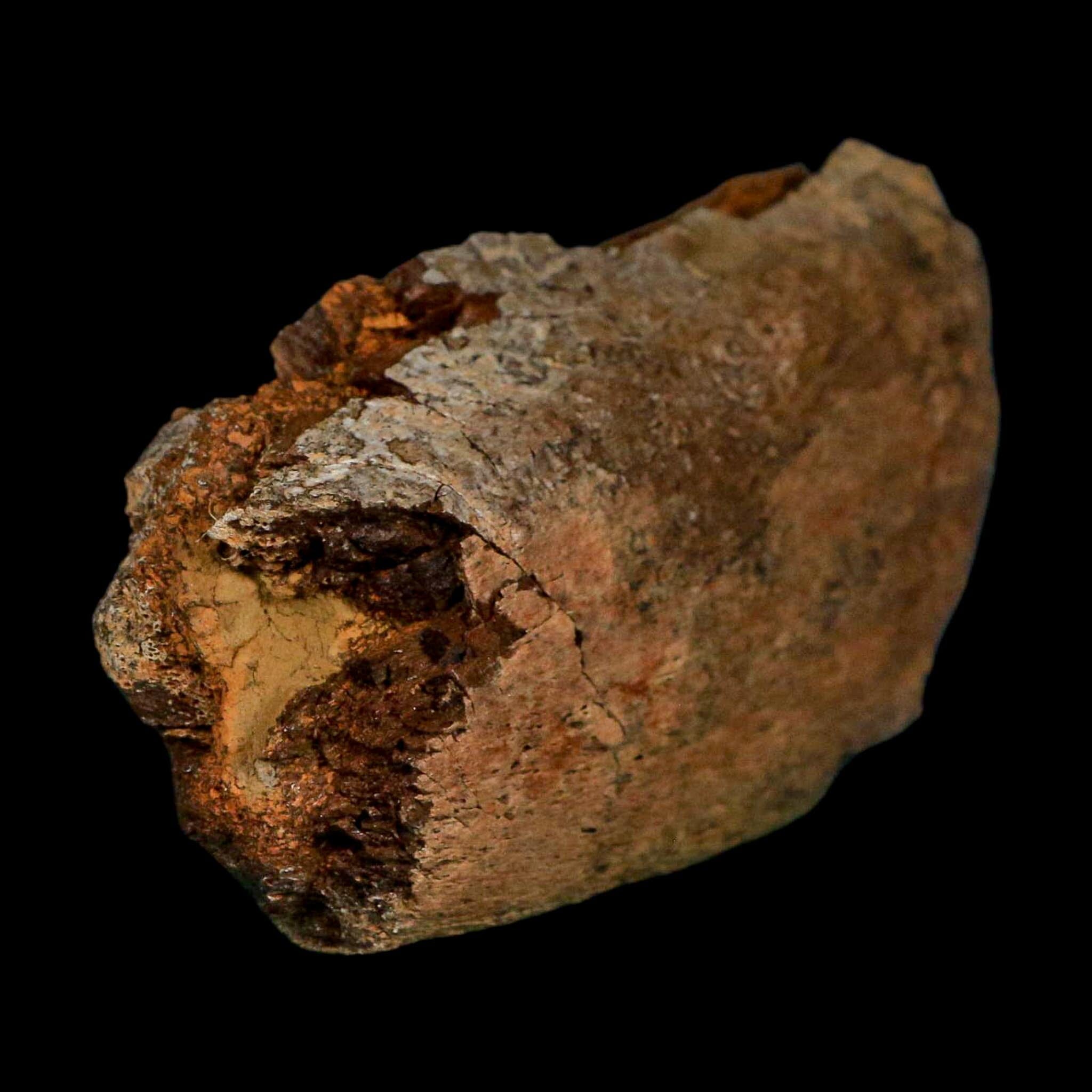 4.2" Hadrosaurus Fossil Rib Bone Lance Creek FM Dinosaur Cretaceous WY COA - Fossil Age Minerals
