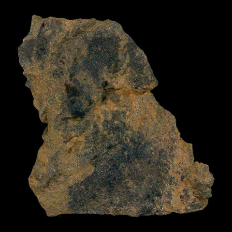 2.9" Rhus Viburnoides Leaf Poison Oak 66-56 Mil Yrs Old Paleocene Raton FM Colorado - Fossil Age Minerals