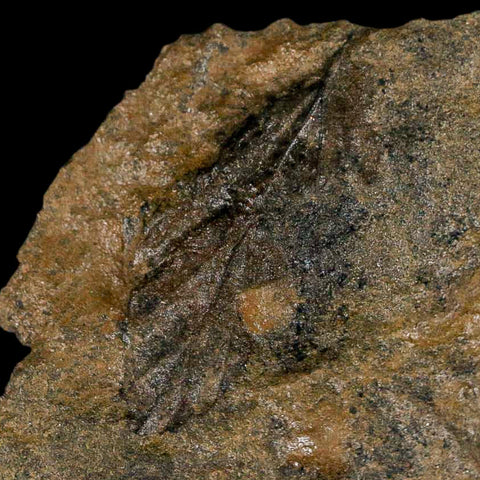 2.9" Rhus Viburnoides Leaf Poison Oak 66-56 Mil Yrs Old Paleocene Raton FM Colorado - Fossil Age Minerals